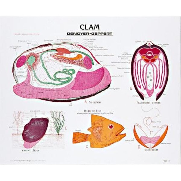 Charts/Posters, Clam Chart Mounted